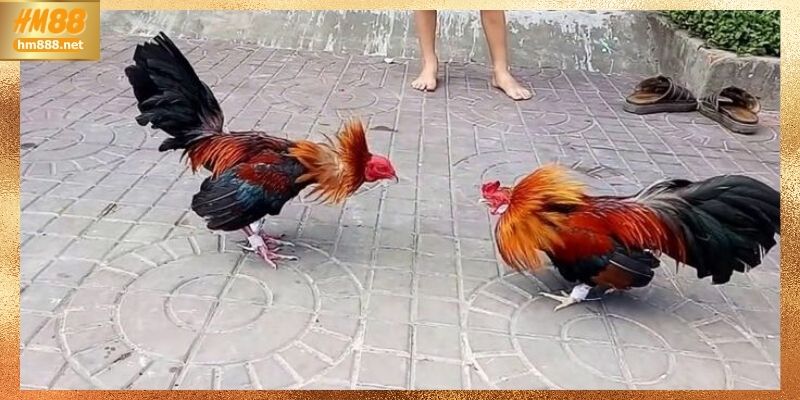 Đá gà Thomo – Cơ cấu thưởng và quyền lợi